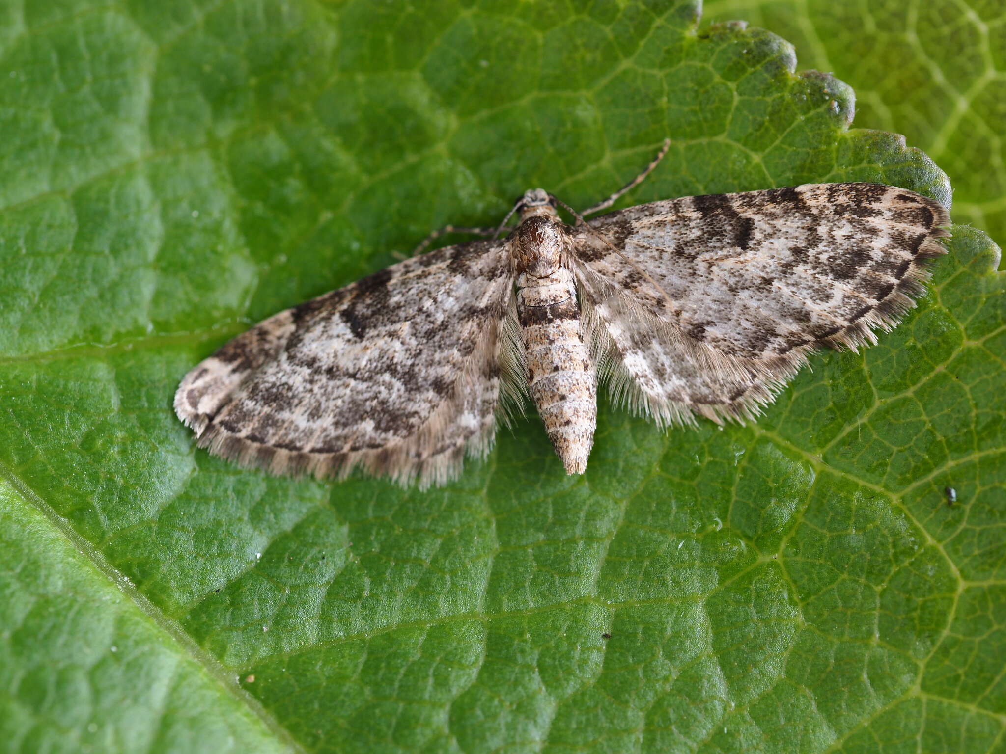 Слика од Eupithecia tantillaria Boisduval 1840