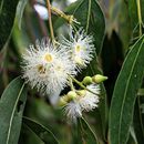 صورة <i>Eucalyptus grandis</i> W. Hill ex Maiden