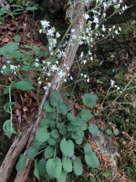 Sivun Saxifraga hirsuta L. kuva