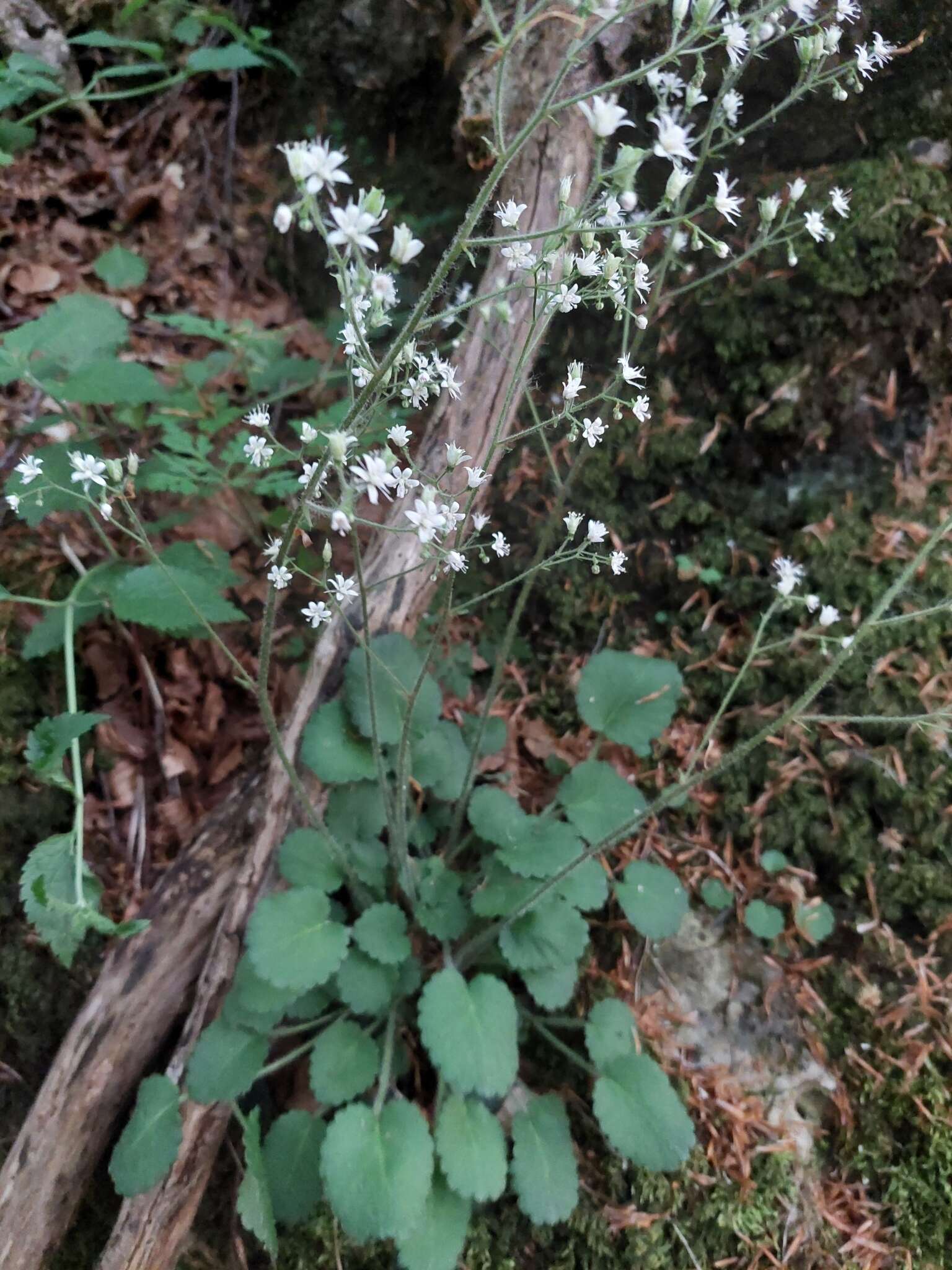 Imagem de Saxifraga hirsuta L.