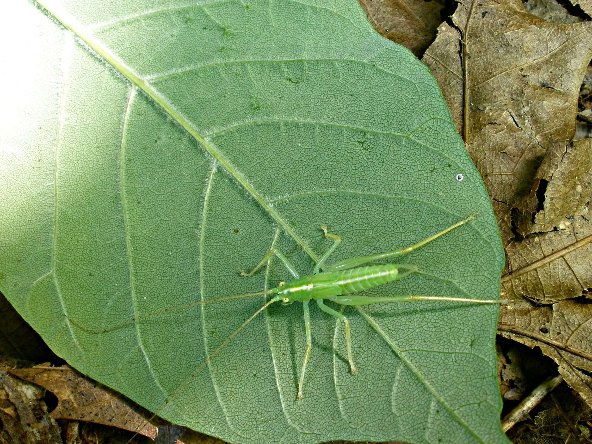 Image de Meconema