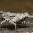 Image of Hooded Grouse Locust