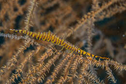 Image of Barred arrow shrimp