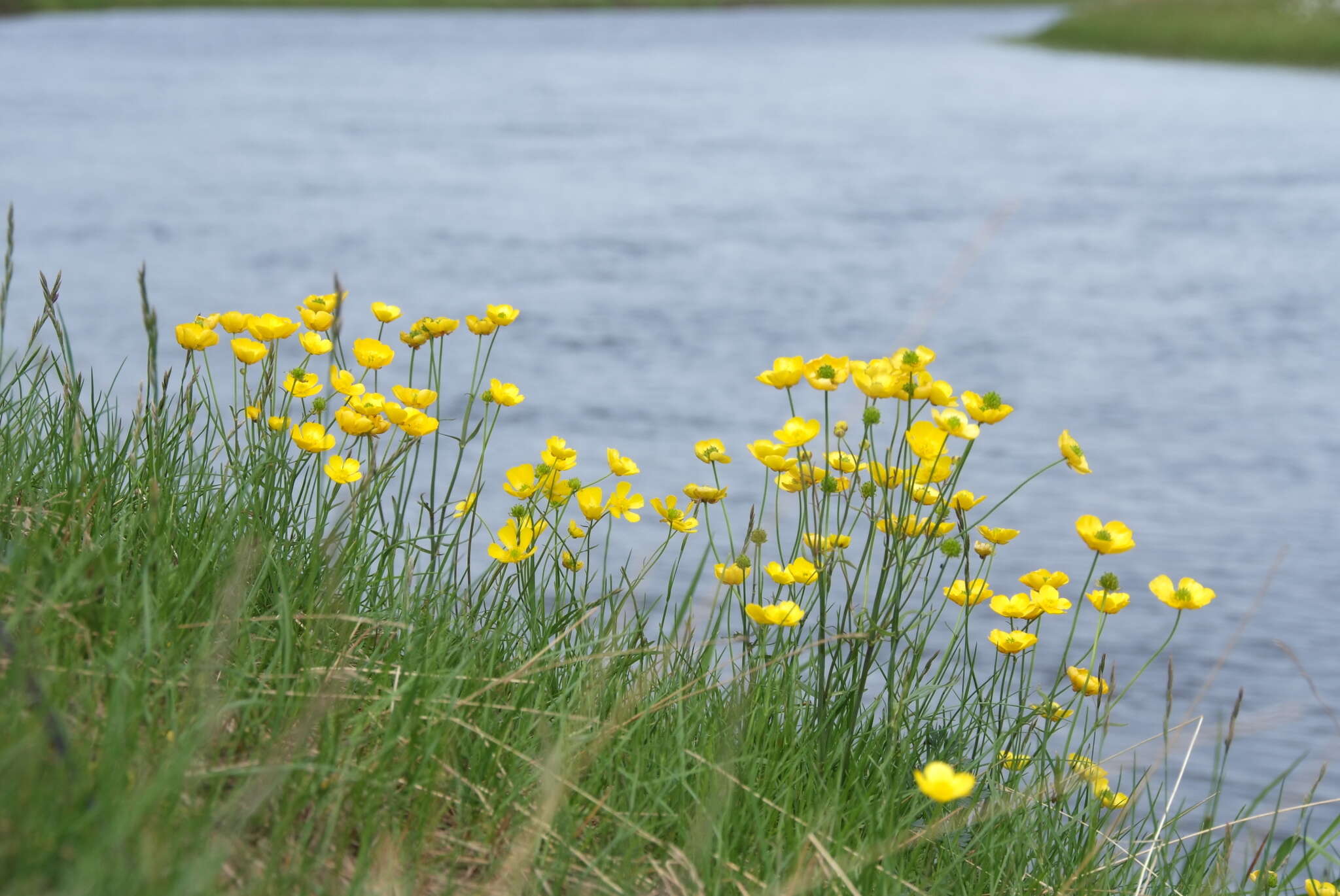 Image of Turner's buttercup