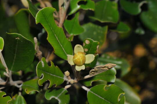 Image of Capparis cynophallophora L.