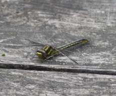 Image of Phanogomphus oklahomensis (Pritchard 1935)