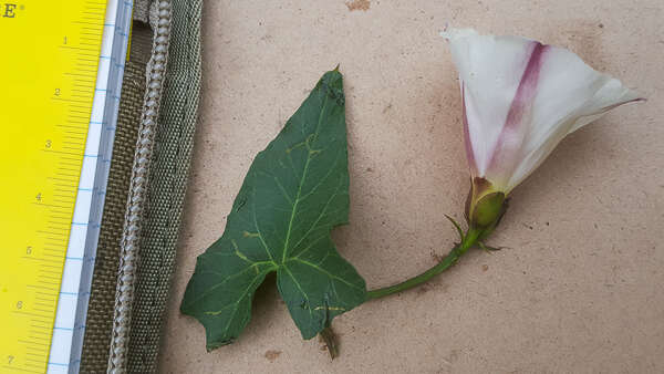 Image of Pacific false bindweed