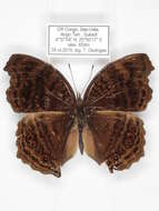 Imagem de Junonia stygia Aurivillius 1894