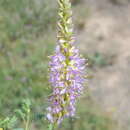 Image of Albuquerque prairie clover