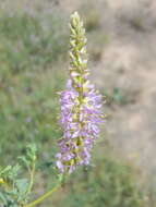 Image of Albuquerque prairie clover