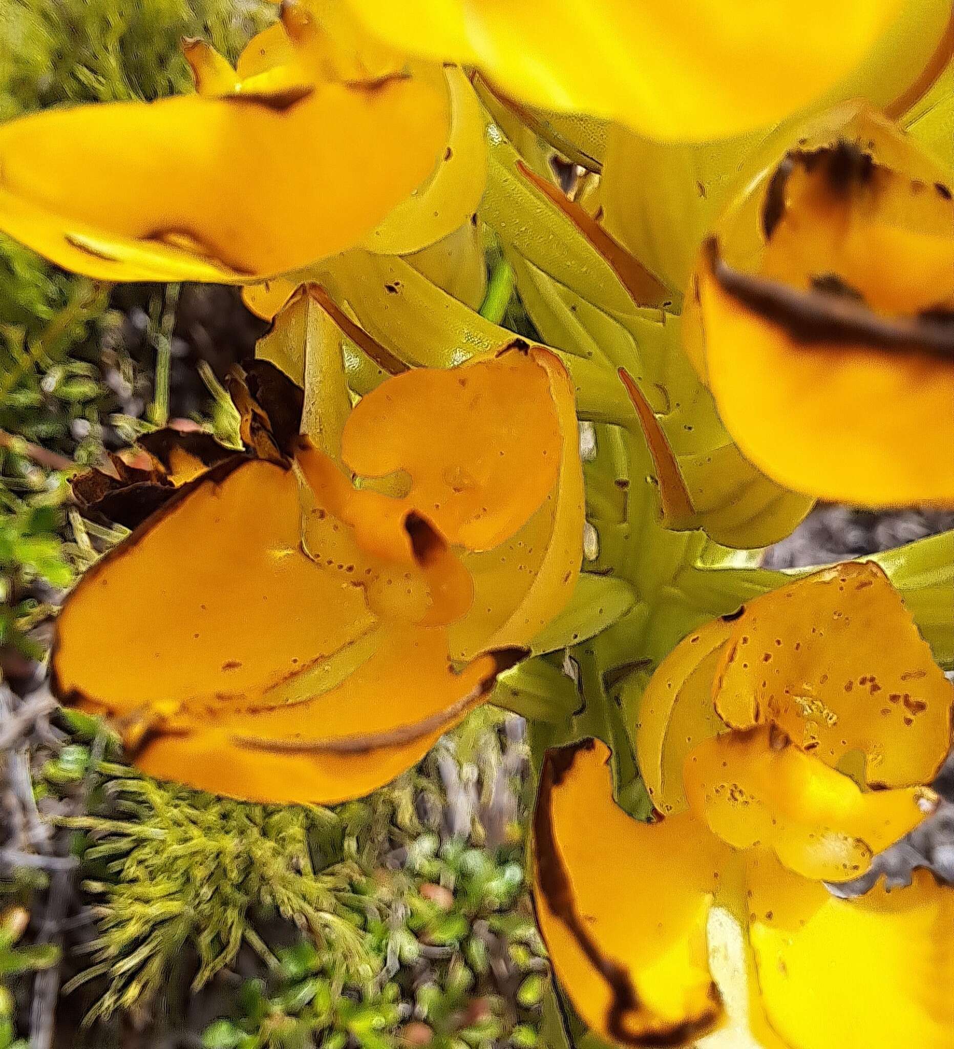 Image of Ceratandra grandiflora Lindl.