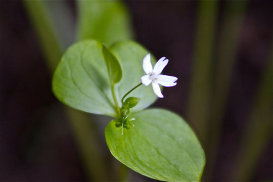 Image of Siberian springbeauty