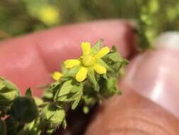 Image of biennial cinquefoil