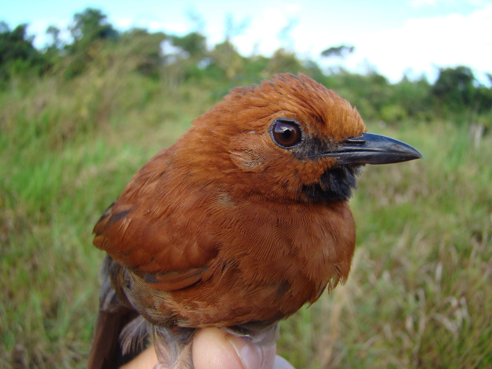 Image of Ruddy Spinetail