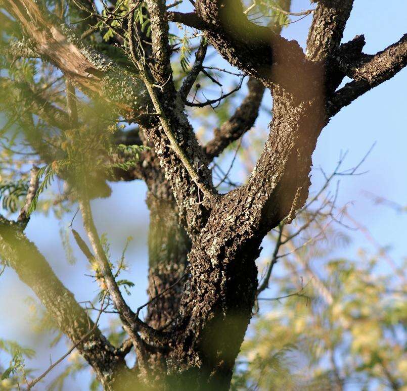 Image of Common albizia