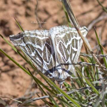 Image of Sagebrush Girdle