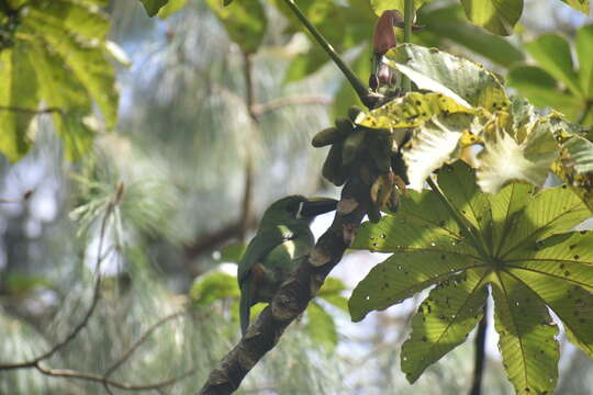 Image of Greyish-throated Toucanet