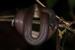 Image of Non-banded Philippine Burrowing Snake