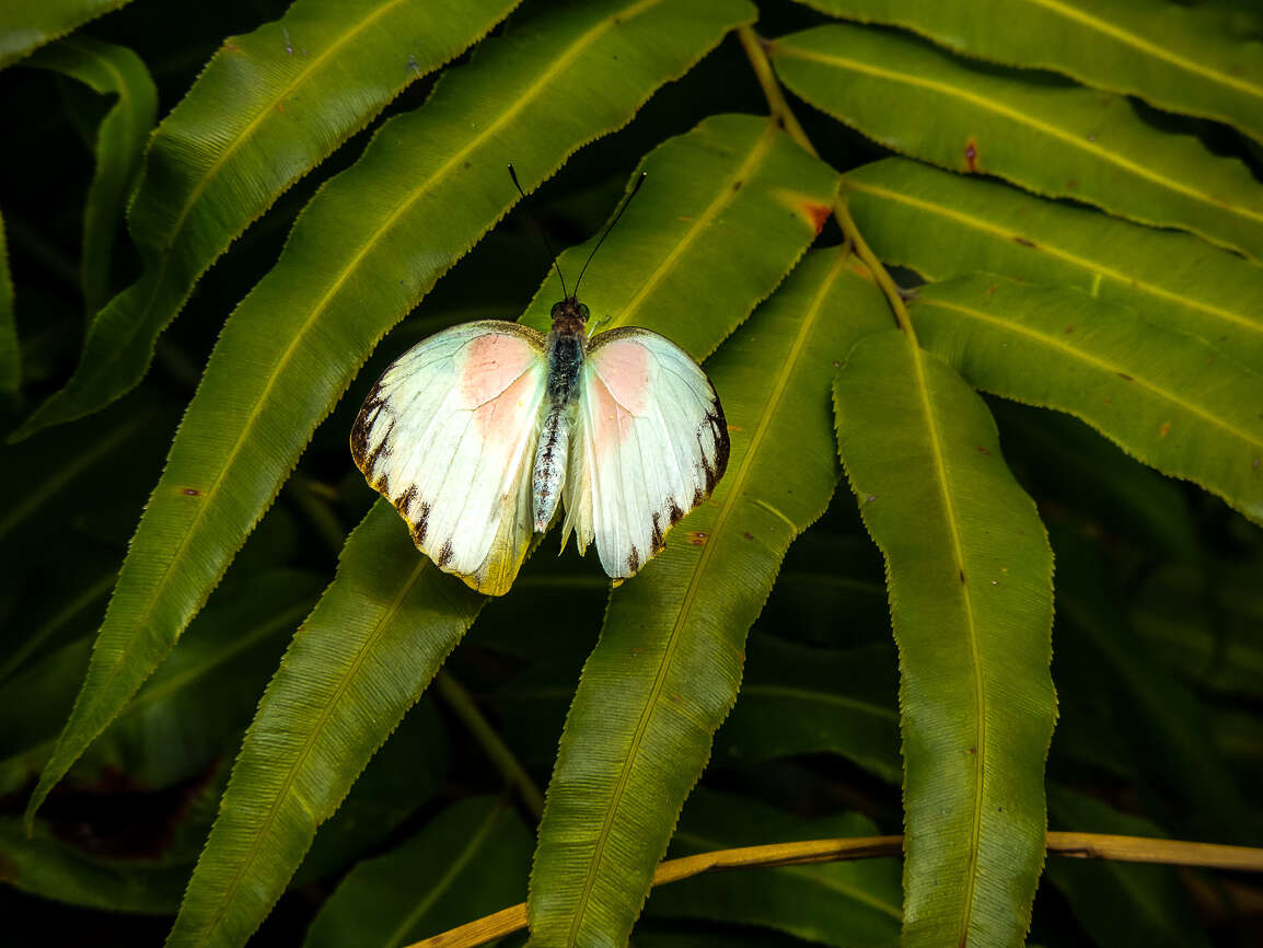 Слика од Belenois thysa (Hopffer 1855)