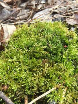 Image of New England bryhnia moss