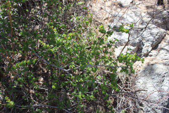 Image of trumpet gooseberry