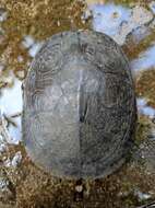 Image of Trachemys venusta uhrigi Mccord, Joseph-ouni, Hagen & Blanck 2010