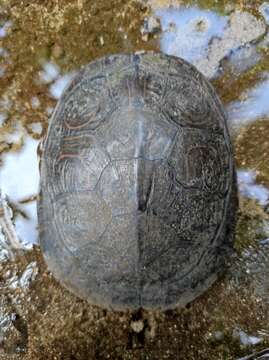 Image of Trachemys venusta uhrigi Mccord, Joseph-ouni, Hagen & Blanck 2010