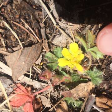 Image of Navajo cinquefoil