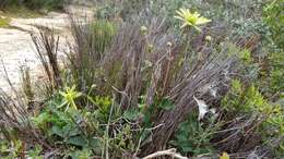 Image of Knowltonia vesicatoria subsp. vesicatoria