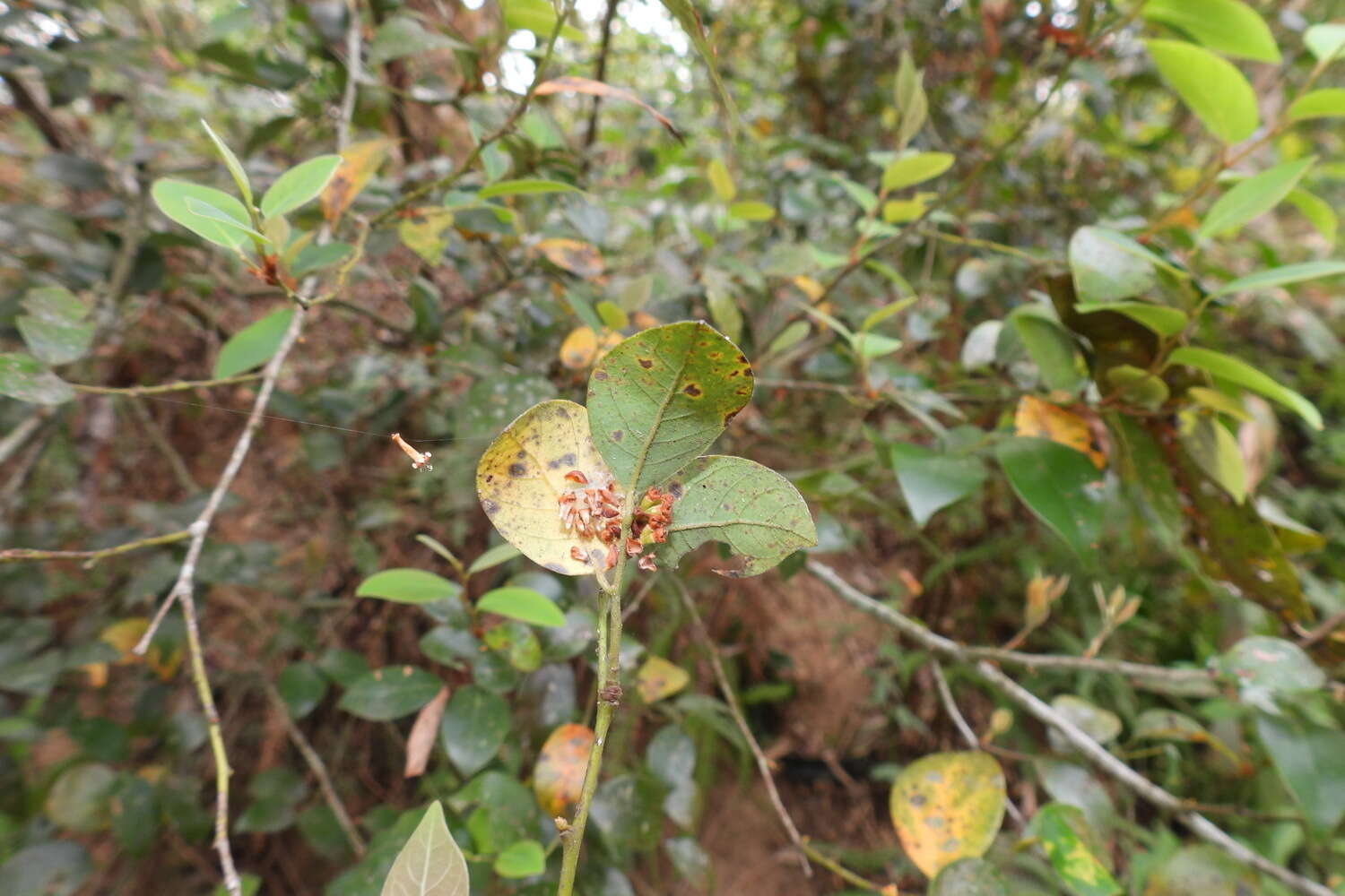 Lindera akoensis Hayata resmi