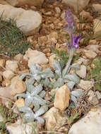 Imagem de Salvia phlomoides Asso