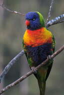 Image of Rainbow Lorikeet