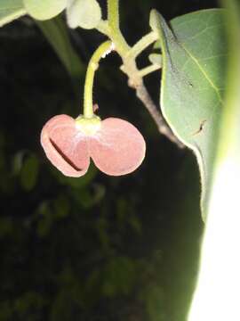 Image of Annona leptopetala (R. E. Fr.) H. Rainer