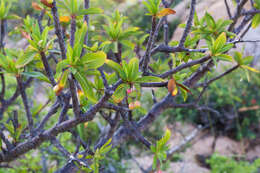 Image of Bursera cerasiifolia T. S. Brandeg.
