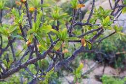 Plancia ëd Bursera cerasiifolia T. S. Brandeg.