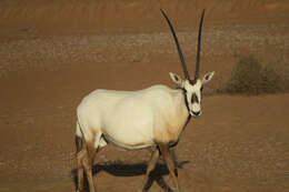 Image of Arabian Oryx