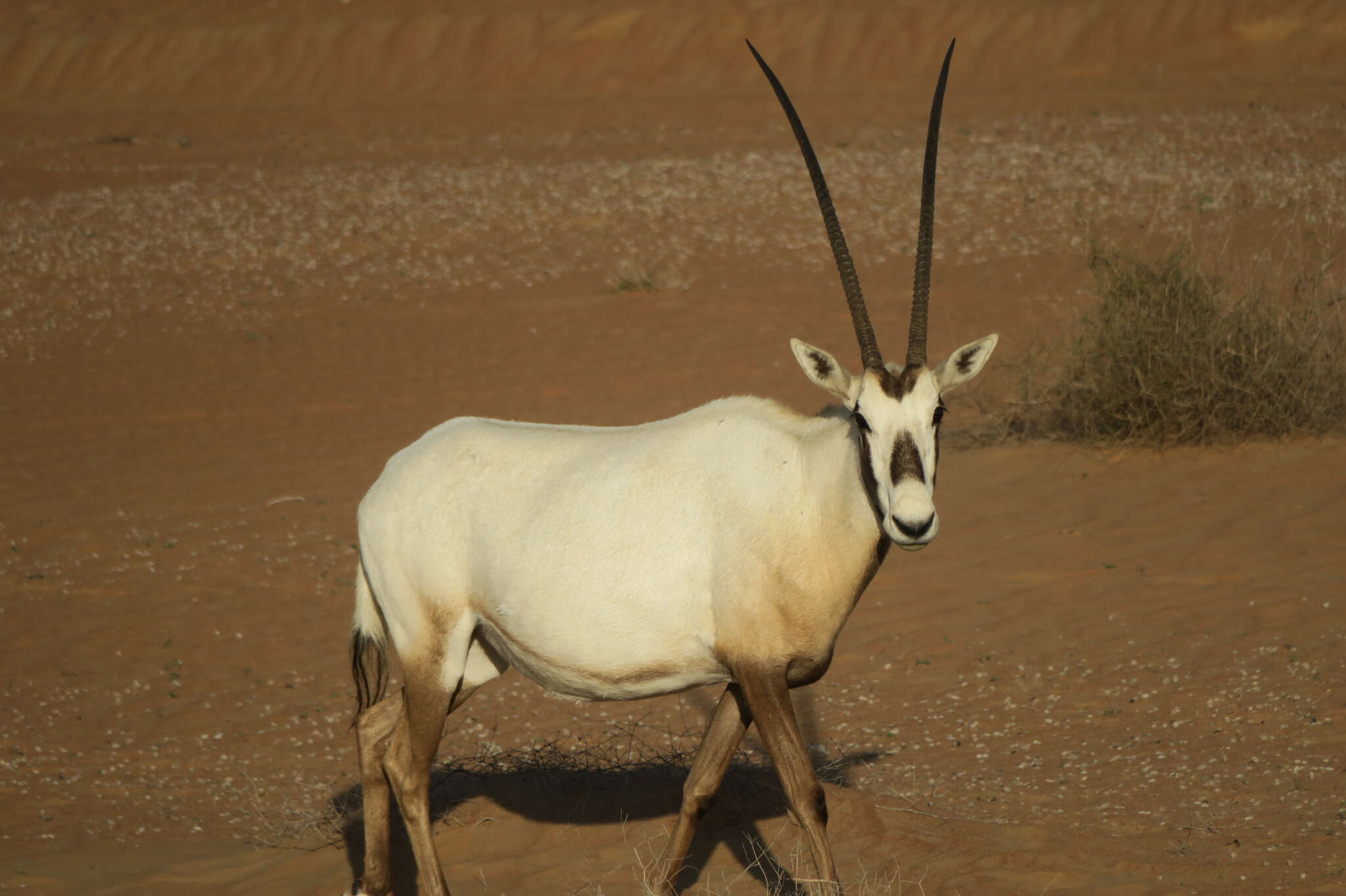 Image of Arabian Oryx