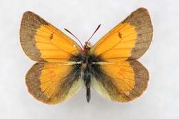 Image of Colias stoliczkana Moore 1878