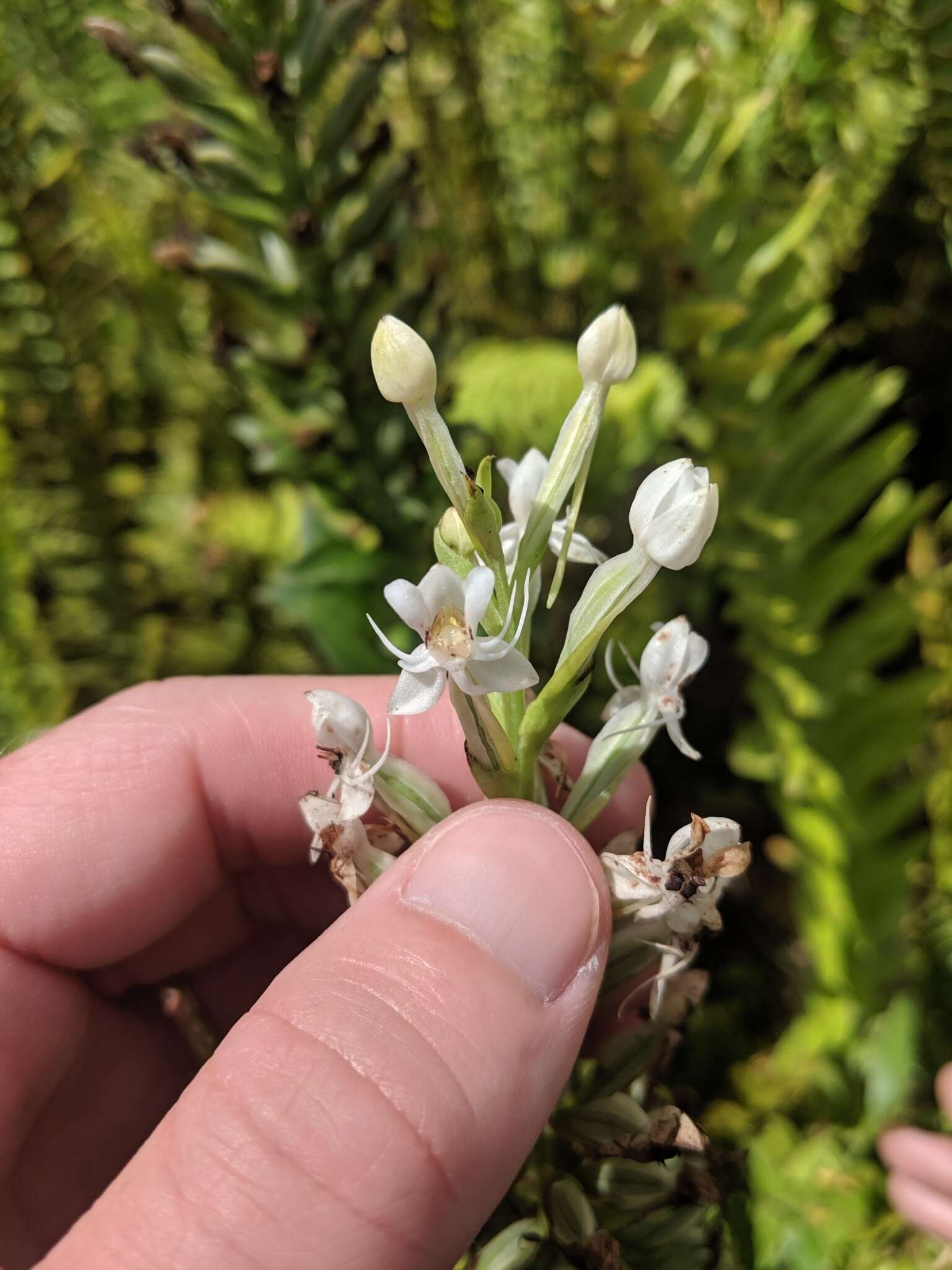 Слика од Habenaria monorrhiza (Sw.) Rchb. fil.