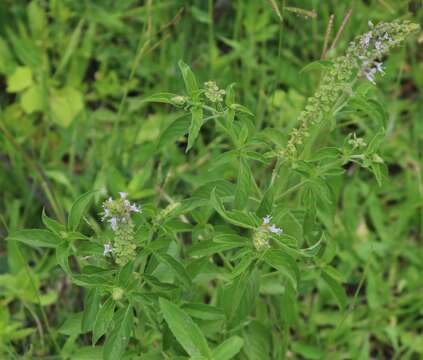 Image de Ocimum americanum L.