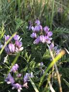 Слика од Astragalus agrestis Douglas ex Hook.