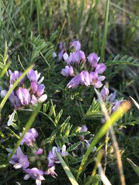 Image of purple milkvetch