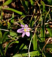 Image de Xerophyta humilis (Baker) T. Durand & Schinz