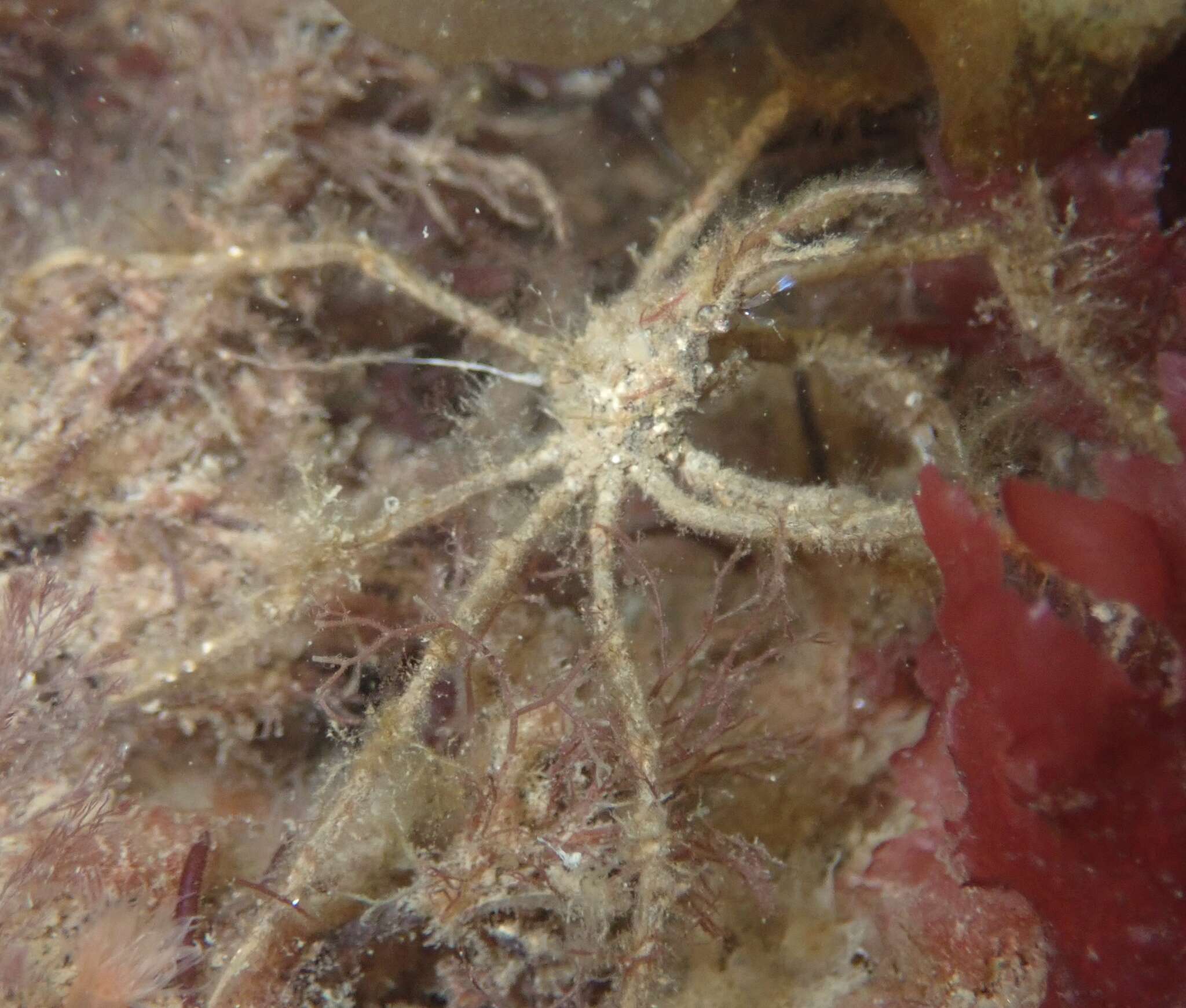 Image of long legged spider crab