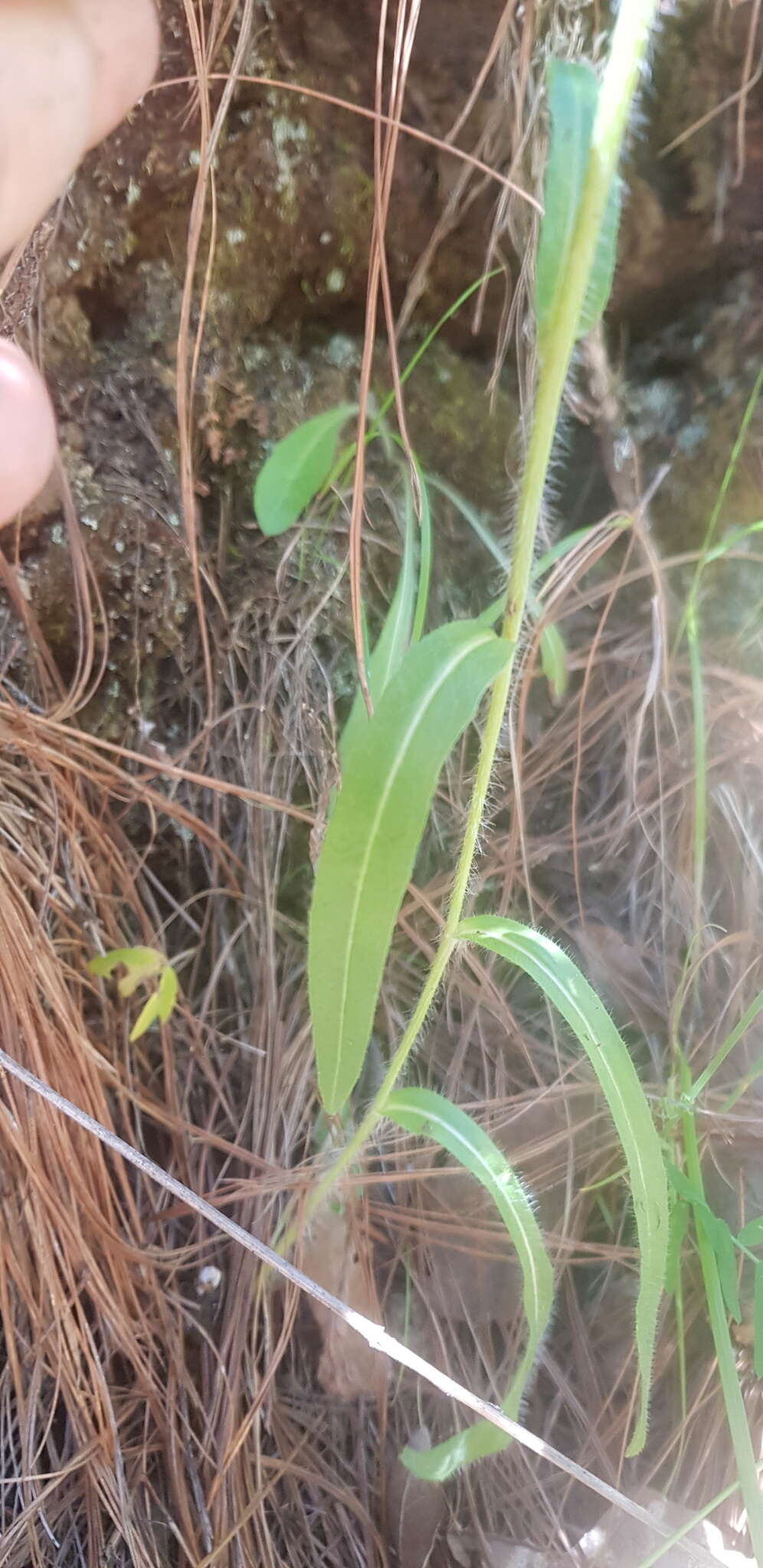 Image of Rusby's hawkweed