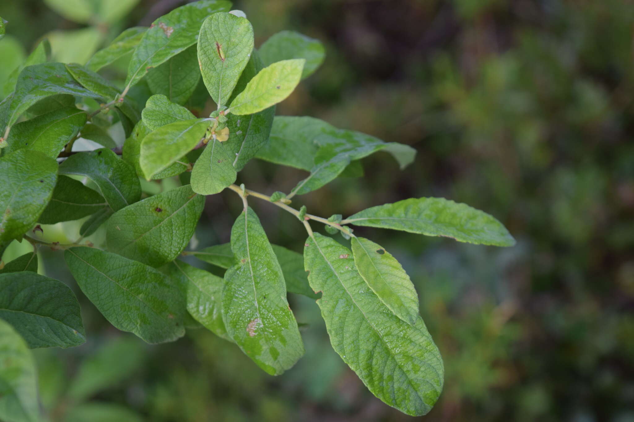 Image of eared willow