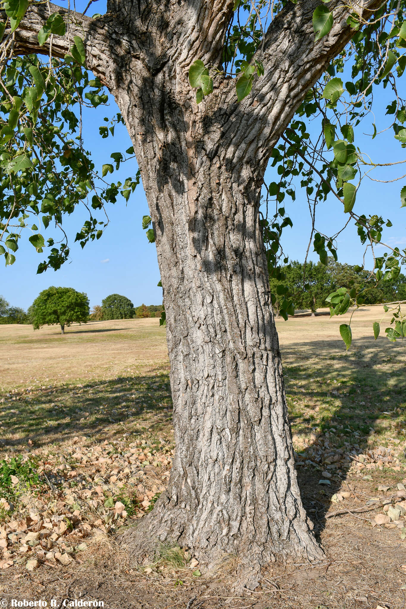 صورة Populus deltoides subsp. deltoides