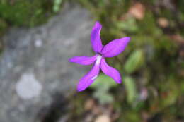 Image of Pinguicula orchidioides A. DC.