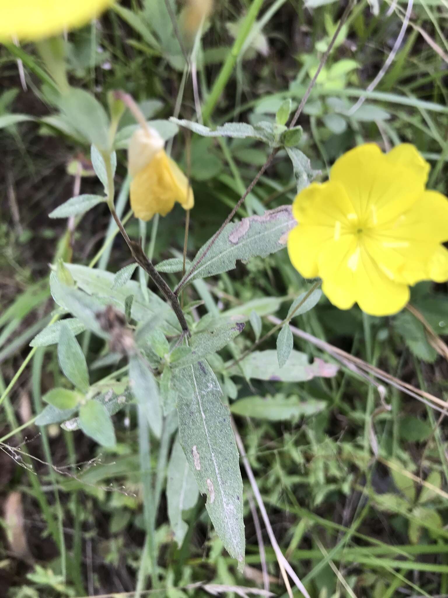 Imagem de Oenothera fruticosa L.