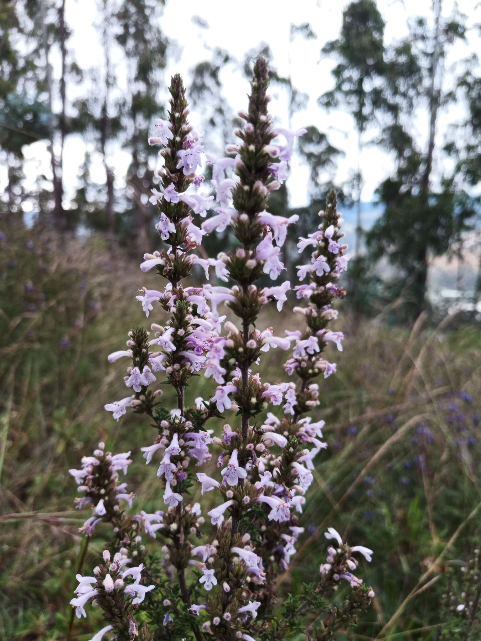 Clinopodium fasciculatum (Benth.) Govaerts的圖片